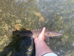 Acipenser fulvescens