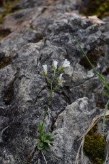 Arabis pumila