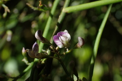 Carmichaelia odorata