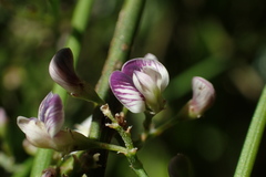 Carmichaelia odorata