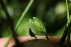 Carmichaelia odorata