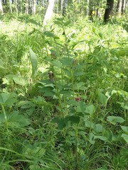 Vicia venosa baicalensis