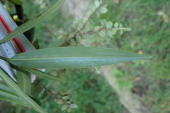 Veronica stricta stricta