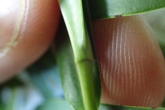 Veronica stricta stricta