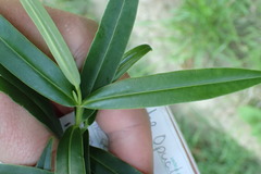 Veronica stricta stricta