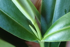 Veronica stricta stricta