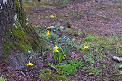 Narcissus × odorus