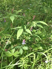 Vicia venosa baicalensis