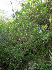 Veronica stricta stricta