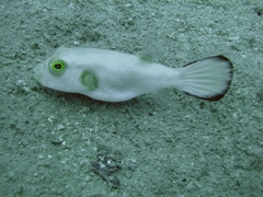 Arothron immaculatus