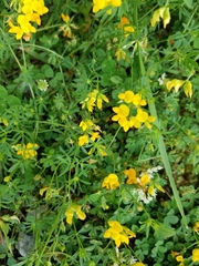 Lotus corniculatus