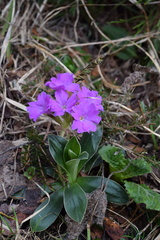 Primula glaucescens