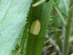Zelotherses paleana