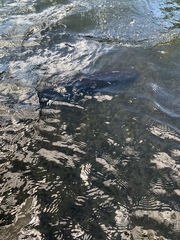 Acipenser fulvescens