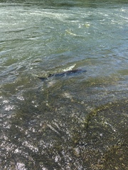 Acipenser fulvescens