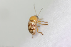 Cryptocephalus fulguratus