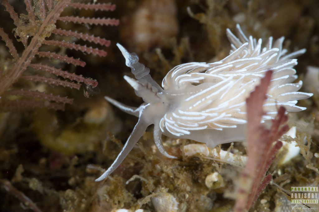 Favorinus blianus