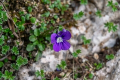 Viola alpina