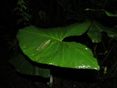 Chlorospatha