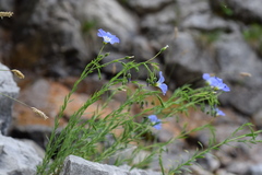 Linum alpinum