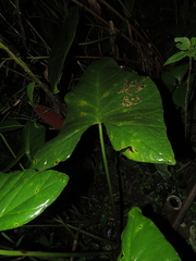 Chlorospatha