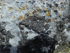 Montanelia disjuncta