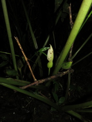Chlorospatha