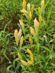 Genista sericea