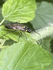Tenthredo mesomela