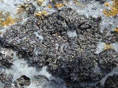 Montanelia disjuncta