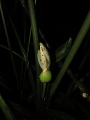 Chlorospatha