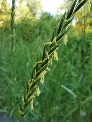 Elymus repens