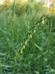 Elymus repens