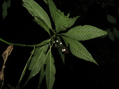 Notopleura macrophylla