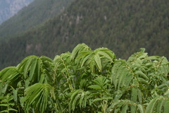 Sanguisorba dodecandra