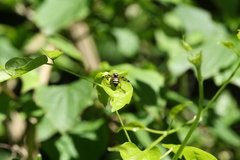 Otites porcus