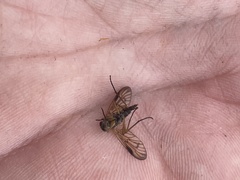 Rhagio vitripennis