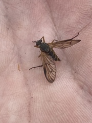 Rhagio vitripennis
