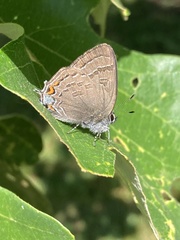 Satyrium calanus