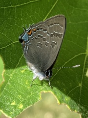 Satyrium calanus