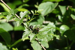 Otites porcus