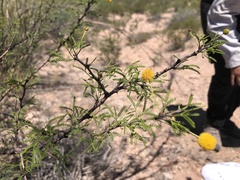 Vachellia vernicosa