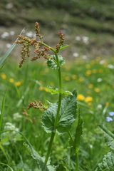 Rumex arifolius