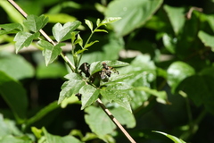 Otites porcus