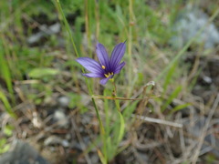 Sisyrinchium idahoense