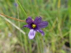 Sisyrinchium idahoense