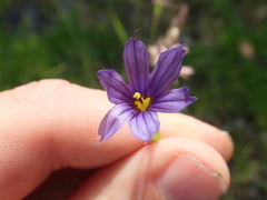 Sisyrinchium idahoense