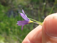 Sisyrinchium idahoense
