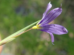 Sisyrinchium idahoense