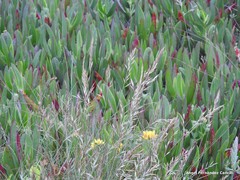 Festuca juncifolia
